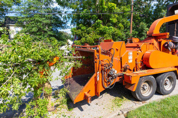 Best Tree Stump Removal  in Churchill, PA